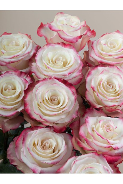 Розы Свитнес цвета слоновой кости с ярко-розовыми кончиками